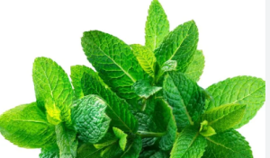 Sprig of Mint